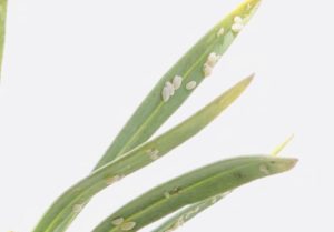 多肉植物にカイガラムシが付いたら？楽な駆除方法と予防策はこれ！