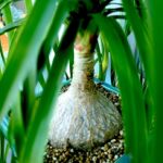 トックリラン(ノリナ/ポニーテール)　をキレイに太らせる！　育て方