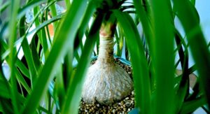 トックリラン(ノリナ/ポニーテール)　をキレイに太らせる！　育て方